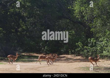 Chital-Hirsch (Achsenachse), auch als Gefleckter Hirsch bekannt, und Achsenhirsch im Yala-Nationalpark in Kataragama, Sri Lanka. Der Yala National Park ist der älteste und bekannteste Nationalpark in Sri Lanka und wurde 1900 zum Naturschutzgebiet und 1938 zum Nationalpark ernannt. (Foto von Creative Touch Imaging Ltd./NurPhoto) Stockfoto