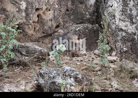 Braunes Hyänen-Junge in der Höhle Stockfoto