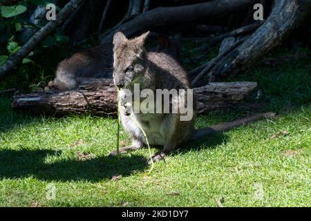 Ein Wallaby, fotografiert im Manor Wildlife Park in Tenby, West Wales. Stockfoto