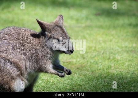 Ein Wallaby, fotografiert im Manor Wildlife Park in Tenby, West Wales. Stockfoto