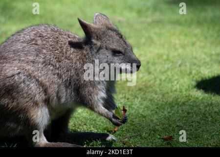 Ein Wallaby, fotografiert im Manor Wildlife Park in Tenby, West Wales. Stockfoto
