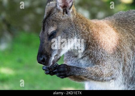 Ein Wallaby, fotografiert im Manor Wildlife Park in Tenby, West Wales. Stockfoto