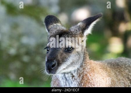 Ein Wallaby, fotografiert im Manor Wildlife Park in Tenby, West Wales. Stockfoto