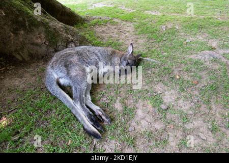 Ein Wallaby, fotografiert im Manor Wildlife Park in Tenby, West Wales. Stockfoto