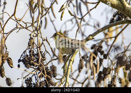 Der eurasische Siskin - Spinus spinus ist ein kleiner Singvögel aus der Finkenfamilie Fringillidae. Es wird auch als europäischer Siskin, gemeiner Siskin oder einfach nur Siskin bezeichnet. Andere archaische Namen sind Schwarzkopf-Goldfinken Gerstenvögel und Aberdevine. Der kleine Vogel gesichtet thront auf den Ästen von Bäumen und Sträuchern in einem Wald mit einem See Teich in der Natur, der natürlichen Lebensraum für Vögel in der Nähe der städtischen Umgebung von Eindhoven im Park Meerland bei Meerhoven. Eindhoven, Niederlande am 29. Januar 2022 (Foto: Nicolas Economou/NurPhoto) Stockfoto