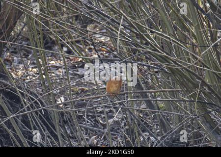 Gemeiner Eisvögel Alcedo atthis specied known as the eurasan Eisvögel thront mit einem kleinen Fisch in seinem Schnabel gesichtet thront auf den Ästen von Bäumen und Sträuchern in einem Wald mit einem See Teich in der Natur, Die natürliche Lebensraumumgebung für Vögel in der Nähe der städtischen Umgebung von Eindhoven im Park Meerland bei Meerhoven. Eindhoven, Niederlande am 29. Januar 2022 (Foto: Nicolas Economou/NurPhoto) Stockfoto