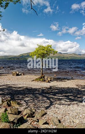 Eine vertikale Aufnahme eines Baumes am Ufer des Sees Loch Lomond von einem Ufer in Schottland bei sonnigem Wetter Stockfoto