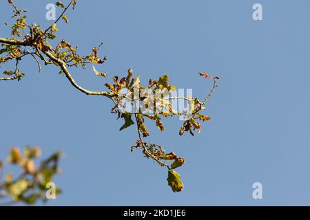 Eine Nahaufnahme der Herbsteiche, Quercus robur, Zweige mit Herbstblättern gegen den blauen Himmel Stockfoto