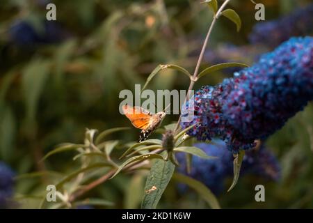 Ein Kolibri-Falkenmotten-Schmetterling auf Buddleja davidii „Empire Blue“ mit unscharfem Hintergrund Stockfoto