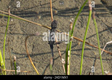 Tierwelt in Griechenland. Der Alpenmolch ( Ichthyosaura alpestris ) ein Ampibisches Reptil mit dem markanten orangefarbenen Bauch, I. veluchiensis (Art), der in Griechenland gefunden wird, der Mesotriton alpestris veluchiensis. Der alpine Molch, der im Drakolimni-See des Timfi-Gebirges in der Nähe der Astraka- und Ploskos-Gipfel gesichtet wurde. Drakolimni bedeutet Dragon Lake ist der Name des sub-alpinen Sees im Nordwesten Griechenlands im Pindus-Gebirge in der Epirus-Region. Drakolimni Tymfi, Griechenland am 8. Oktober 2021 (Foto von Nicolas Economou/NurPhoto) Stockfoto