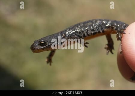 Tierwelt in Griechenland. Der Alpenmolch ( Ichthyosaura alpestris ) ein Ampibisches Reptil mit dem markanten orangefarbenen Bauch, I. veluchiensis (Art), der in Griechenland gefunden wird, der Mesotriton alpestris veluchiensis. Der alpine Molch, der im Drakolimni-See des Timfi-Gebirges in der Nähe der Astraka- und Ploskos-Gipfel gesichtet wurde. Drakolimni bedeutet Dragon Lake ist der Name des sub-alpinen Sees im Nordwesten Griechenlands im Pindus-Gebirge in der Epirus-Region. Drakolimni Tymfi, Griechenland am 8. Oktober 2021 (Foto von Nicolas Economou/NurPhoto) Stockfoto