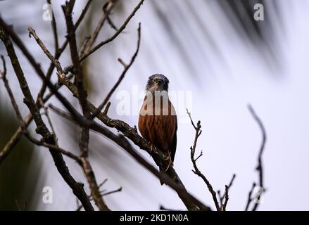 Ein Paar kastanienschwanz-Sternschnuppe (Sturnia malabarica), auch grauköpfiger Sternschnuppe und grauköpfiger Myna genannt, ist ein Mitglied der Sternenfamilie, die auf dem indischen Bael (Aegle marmelos)-Baum sitzt und am 31/01/2022 in Tehatta, Westbengalen, Indien, verschiedene Ausdrücke ausgibt. (Foto von Soumyabrata Roy/NurPhoto) Stockfoto