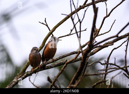 Ein Paar kastanienschwanz-Sternschnuppe (Sturnia malabarica), auch grauköpfiger Sternschnuppe und grauköpfiger Myna genannt, ist ein Mitglied der Sternenfamilie, die auf dem indischen Bael (Aegle marmelos)-Baum sitzt und am 31/01/2022 in Tehatta, Westbengalen, Indien, verschiedene Ausdrücke ausgibt. (Foto von Soumyabrata Roy/NurPhoto) Stockfoto