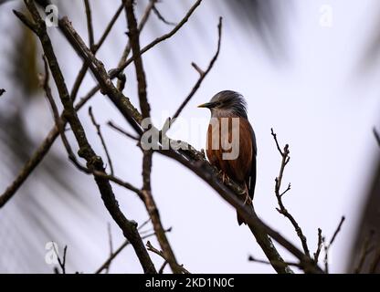 Ein Paar kastanienschwanz-Sternschnuppe (Sturnia malabarica), auch grauköpfiger Sternschnuppe und grauköpfiger Myna genannt, ist ein Mitglied der Sternenfamilie, die auf dem indischen Bael (Aegle marmelos)-Baum sitzt und am 31/01/2022 in Tehatta, Westbengalen, Indien, verschiedene Ausdrücke ausgibt. (Foto von Soumyabrata Roy/NurPhoto) Stockfoto