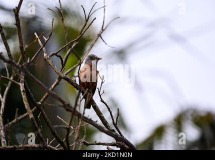 Ein Paar kastanienschwanz-Sternschnuppe (Sturnia malabarica), auch grauköpfiger Sternschnuppe und grauköpfiger Myna genannt, ist ein Mitglied der Sternenfamilie, die auf dem indischen Bael (Aegle marmelos)-Baum sitzt und am 31/01/2022 in Tehatta, Westbengalen, Indien, verschiedene Ausdrücke ausgibt. (Foto von Soumyabrata Roy/NurPhoto) Stockfoto