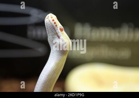 Speziell gezüchtete Spider Albino Python (Pythonidae) eine exotische Reptilienzucht-ausstellung in Mississauga, Ontario, Kanada. (Foto von Creative Touch Imaging Ltd./NurPhoto) Stockfoto