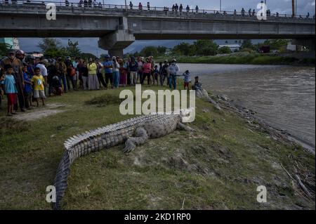 Am 3. Februar 2022 wird ein etwa vier Meter langes wildes Krokodil am Ufer des Palu-Flusses in der Stadt Palu, Provinz Zentral-Sulawesi, Indonesien, in der Sonne liegen. Wilde Krokodile, die den Fluss zu ihrem Lebensraum gemacht haben, sind oft ein Spektakel, wenn sie sich sonnen und sind Unterhaltung für Einheimische. Dutzende wilder Krokodile leben im Fluss. Es kommt häufig zu mehreren Krokodilangriffen auf Bewohner. Die lokale Regierung konnte sie nicht verhindern, weil sie keine Einrichtungen für Gefangene Krokodile hatte. (Foto von Basri Marzuki/NurPhoto) Stockfoto