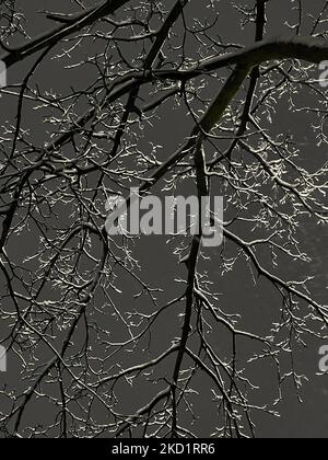 Bäume mit Schnee und Eis bedeckt, als am 02. Februar 2022 Schnee die Stadt Toronto, Ontario, Kanada, bedeckte. Es wird erwartet, dass der Sturm in den nächsten zwei Tagen zwischen 20-25 Zentimetern Schnee im Großraum Toronto fallen wird. (Foto von Creative Touch Imaging Ltd./NurPhoto) Stockfoto