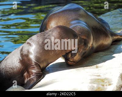 Südamerikanische Seelöwen im Tiergarten Schönbrunn. Tiergarten Schönbrunn ist ein Zoo auf dem Gebiet des Schloss- und Parkkomplexes Schönbrunn am Stadtrand von Wien. Er wurde 1752 gegründet und ist der älteste Zoo Europas. Mehr als 8500 Tiere (etwa 700 Arten) leben hier heute. Mehr als 2 Millionen Menschen besuchen den Zoo jährlich. (Foto von Igor Golovniov / SOPA Images/Sipa USA) Stockfoto