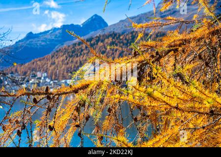 Leuchtend gelb-orange gefärbte Nadeln eines Lärchenbaums (Larix denidua) am Ufer des St. Moritzersees, Schweiz Stockfoto