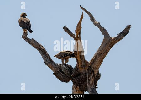 Zwei Waldadler saßen auf einem toten Baum in Tansania. Stockfoto