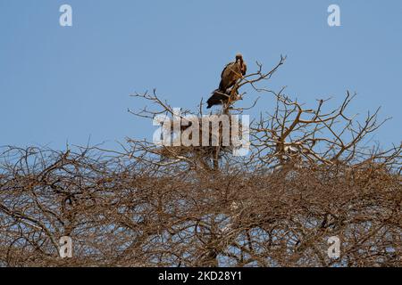 Ein paar Geier neben ihrem Nest, gebaut auf einem toten Akazienbaum in Tansania. Stockfoto