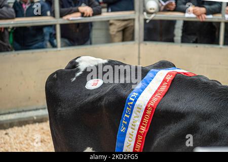 Champion Molkerei Holstein Kuh wird verkauft Stockfoto