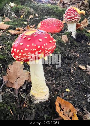 Three Fly Agaric Pilze in Herbstwald Stockfoto