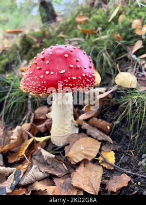 Einzelfliege Agarpilze im Herbstwald Stockfoto