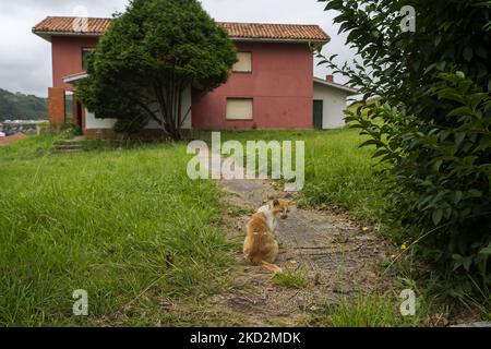 Eine streunende Katze am Eingang eines der verlassenen Häuser in Residencial Perlora, einem touristischen Komplex in der Stadt Perlora (Gemeinde Carreño, Asturien) in Nordspanien, in Betrieb seit 1954 und relativ wichtig in den Jahrzehnten der 1960s und 80s, Es war der Sommerurlaubsort vieler Arbeiter des Bergbauunternehmens HUNOSA, die Ankunft der 90s bedeutete einen Rückgang des Zustroms der Öffentlichkeit und eine fortschreitende Aufgabe der Anlagen. Der Komplex befindet sich derzeit in einem Zustand der halb-Verlassenheit, aber es weiterhin eine Vielzahl von Besuchern, Athleten und Bewohner der Th anziehen Stockfoto