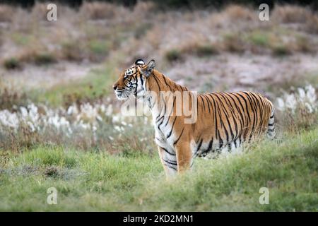 Majestätischer Tiger des Dschungels - mächtiges wildes Tier in der Natur, durchstreift die Graslandschaften und Savannen Afrikas Stockfoto