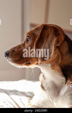 Beagle Hundeprofil, im Profil sitzend und wegblickend Stockfoto