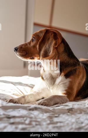 Beagle Hundeprofil, im Profil sitzend und wegblickend Stockfoto