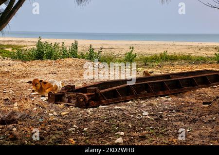 Die Kuh ruht auf den Überresten eines Bootes, das von LTTE (Liberation Tigers of Tamil Eelam) benutzt wurde und während der Schlacht von Mullaitivu in Mullaitivu, Sri Lanka, zerstört wurde. Die Schlacht von Mullaitivu im Jahr 1996 und erneut im Jahr 2009 sowie das Massaker von Mullivaikkal gehörten zu den heftigsten und teuersten Kämpfen des 26-jährigen Bürgerkrieges zwischen der srilankischen Armee und der LTTE. Die Schlacht von Mullaitivu im Jahr 2009 war die letzte Schlacht des Krieges. (Foto von Creative Touch Imaging Ltd./NurPhoto) Stockfoto
