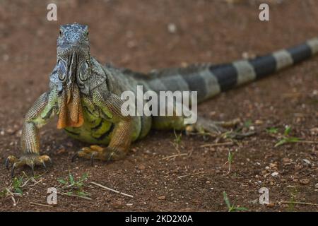 Leguan im Zoo von Merida (Parque Zoológico del Centenario). Am Mittwoch, den 16. Februar 2022, in Merida, Yucatan, Mexiko. (Foto von Artur Widak/NurPhoto) Stockfoto