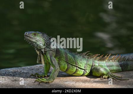 Leguan im Zoo von Merida (Parque Zoológico del Centenario). Am Mittwoch, den 16. Februar 2022, in Merida, Yucatan, Mexiko. (Foto von Artur Widak/NurPhoto) Stockfoto