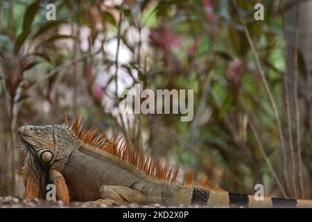 Leguan im Zoo von Merida (Parque Zoológico del Centenario). Am Mittwoch, den 16. Februar 2022, in Merida, Yucatan, Mexiko. (Foto von Artur Widak/NurPhoto) Stockfoto