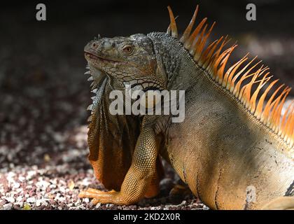 Leguan im Zoo von Merida (Parque Zoológico del Centenario). Am Mittwoch, den 16. Februar 2022, in Merida, Yucatan, Mexiko. (Foto von Artur Widak/NurPhoto) Stockfoto