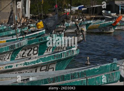 Pelikane sitzen auf Fischerbooten, die im Hafen von Celestun festgemacht sind. Am Donnerstag, den 17. Februar 2022, in Celestun, Yucatan, Mexiko. (Foto von Artur Widak/NurPhoto) Stockfoto