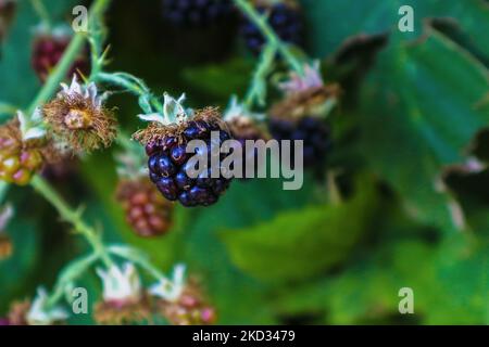 Schöne wilde reife Brombeere auf der Rebe mit gepflückten und weniger reifen Beeren und im Hintergrund verschwommenen Blättern - Raum für Kopie Stockfoto