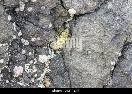 Nahaufnahme von Seepocken auf einem Felsen in Strandnähe in Ostaustralien. Stockfoto