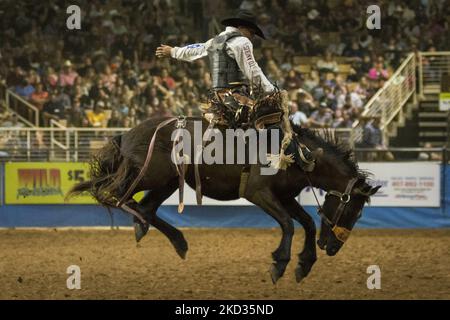 Wyatt Casper aus Miami, Texas, USA, tritt am zweiten Tag des Silver Spurs Rodeo in Kissimmee, Florida, USA, beim Sattelbronc-Wettbewerb an. (Foto von George Wilson/NurPhoto) Stockfoto