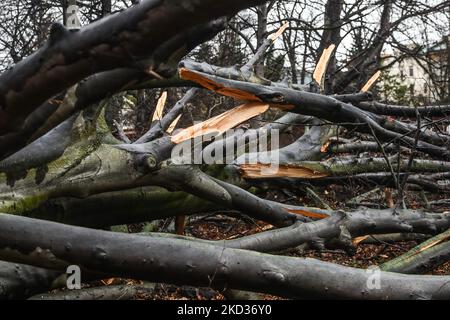 Eine riesige rote Buche im Planty Park, die am 18.. Februar von einem starken Wind niedergeschlagen wurde. Krakau, Polen, am 21. Februar 2022. Der 100 Jahre alte Baum, der als Naturdenkmal aufgeführt wurde, war 27 Meter hoch und hatte einen Umfang von 433 cm. Der Baum hatte sehr schwache Wurzeln, die vom Fächerpilz angegriffen wurden. Starke Winde in den letzten Tagen verursachten strukturelle Schäden in vielen Teilen Polens. Das Institut für Meteorologie und Wassermanagement (IMGW) gab für einige Regionen Warnungen des dritten Grades aus. Die Winde erreichten eine Geschwindigkeit von bis zu 120 km/h. (Foto von Beata Zawrzel/NurPhoto) Stockfoto