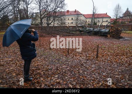 Eine riesige rote Buche im Planty Park, die am 18.. Februar von einem starken Wind niedergeschlagen wurde. Krakau, Polen, am 21. Februar 2022. Der 100 Jahre alte Baum, der als Naturdenkmal aufgeführt wurde, war 27 Meter hoch und hatte einen Umfang von 433 cm. Der Baum hatte sehr schwache Wurzeln, die vom Fächerpilz angegriffen wurden. Starke Winde in den letzten Tagen verursachten strukturelle Schäden in vielen Teilen Polens. Das Institut für Meteorologie und Wassermanagement (IMGW) gab für einige Regionen Warnungen des dritten Grades aus. Die Winde erreichten eine Geschwindigkeit von bis zu 120 km/h. (Foto von Beata Zawrzel/NurPhoto) Stockfoto