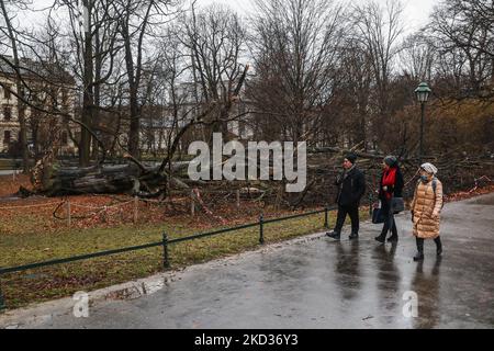 Eine riesige rote Buche im Planty Park, die am 18.. Februar von einem starken Wind niedergeschlagen wurde. Krakau, Polen, am 21. Februar 2022. Der 100 Jahre alte Baum, der als Naturdenkmal aufgeführt wurde, war 27 Meter hoch und hatte einen Umfang von 433 cm. Der Baum hatte sehr schwache Wurzeln, die vom Fächerpilz angegriffen wurden. Starke Winde in den letzten Tagen verursachten strukturelle Schäden in vielen Teilen Polens. Das Institut für Meteorologie und Wassermanagement (IMGW) gab für einige Regionen Warnungen des dritten Grades aus. Die Winde erreichten eine Geschwindigkeit von bis zu 120 km/h. (Foto von Beata Zawrzel/NurPhoto) Stockfoto