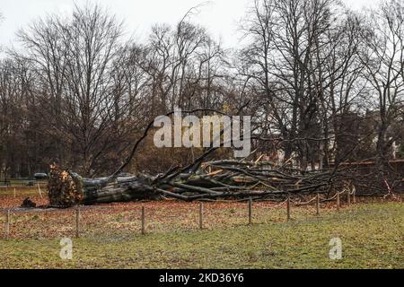 Eine riesige rote Buche im Planty Park, die am 18.. Februar von einem starken Wind niedergeschlagen wurde. Krakau, Polen, am 21. Februar 2022. Der 100 Jahre alte Baum, der als Naturdenkmal aufgeführt wurde, war 27 Meter hoch und hatte einen Umfang von 433 cm. Der Baum hatte sehr schwache Wurzeln, die vom Fächerpilz angegriffen wurden. Starke Winde in den letzten Tagen verursachten strukturelle Schäden in vielen Teilen Polens. Das Institut für Meteorologie und Wassermanagement (IMGW) gab für einige Regionen Warnungen des dritten Grades aus. Die Winde erreichten eine Geschwindigkeit von bis zu 120 km/h. (Foto von Beata Zawrzel/NurPhoto) Stockfoto