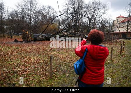 Eine riesige rote Buche im Planty Park, die am 18.. Februar von einem starken Wind niedergeschlagen wurde. Krakau, Polen, am 21. Februar 2022. Der 100 Jahre alte Baum, der als Naturdenkmal aufgeführt wurde, war 27 Meter hoch und hatte einen Umfang von 433 cm. Der Baum hatte sehr schwache Wurzeln, die vom Fächerpilz angegriffen wurden. Starke Winde in den letzten Tagen verursachten strukturelle Schäden in vielen Teilen Polens. Das Institut für Meteorologie und Wassermanagement (IMGW) gab für einige Regionen Warnungen des dritten Grades aus. Die Winde erreichten eine Geschwindigkeit von bis zu 120 km/h. (Foto von Beata Zawrzel/NurPhoto) Stockfoto