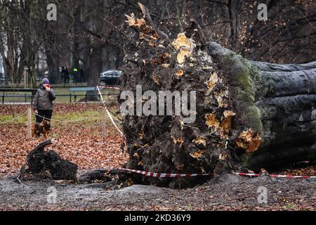 Eine riesige rote Buche im Planty Park, die am 18.. Februar von einem starken Wind niedergeschlagen wurde. Krakau, Polen, am 21. Februar 2022. Der 100 Jahre alte Baum, der als Naturdenkmal aufgeführt wurde, war 27 Meter hoch und hatte einen Umfang von 433 cm. Der Baum hatte sehr schwache Wurzeln, die vom Fächerpilz angegriffen wurden. Starke Winde in den letzten Tagen verursachten strukturelle Schäden in vielen Teilen Polens. Das Institut für Meteorologie und Wassermanagement (IMGW) gab für einige Regionen Warnungen des dritten Grades aus. Die Winde erreichten eine Geschwindigkeit von bis zu 120 km/h. (Foto von Beata Zawrzel/NurPhoto) Stockfoto