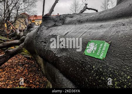 Eine riesige rote Buche im Planty Park, die am 18.. Februar von einem starken Wind niedergeschlagen wurde. Krakau, Polen, am 21. Februar 2022. Der 100 Jahre alte Baum, der als Naturdenkmal aufgeführt wurde, war 27 Meter hoch und hatte einen Umfang von 433 cm. Der Baum hatte sehr schwache Wurzeln, die vom Fächerpilz angegriffen wurden. Starke Winde in den letzten Tagen verursachten strukturelle Schäden in vielen Teilen Polens. Das Institut für Meteorologie und Wassermanagement (IMGW) gab für einige Regionen Warnungen des dritten Grades aus. Die Winde erreichten eine Geschwindigkeit von bis zu 120 km/h. (Foto von Beata Zawrzel/NurPhoto) Stockfoto