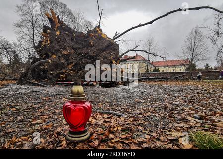 Eine riesige rote Buche im Planty Park, die am 18.. Februar von einem starken Wind niedergeschlagen wurde. Krakau, Polen, am 21. Februar 2022. Der 100 Jahre alte Baum, der als Naturdenkmal aufgeführt wurde, war 27 Meter hoch und hatte einen Umfang von 433 cm. Der Baum hatte sehr schwache Wurzeln, die vom Fächerpilz angegriffen wurden. Starke Winde in den letzten Tagen verursachten strukturelle Schäden in vielen Teilen Polens. Das Institut für Meteorologie und Wassermanagement (IMGW) gab für einige Regionen Warnungen des dritten Grades aus. Die Winde erreichten eine Geschwindigkeit von bis zu 120 km/h. (Foto von Beata Zawrzel/NurPhoto) Stockfoto